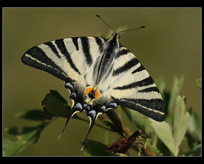 Iphiclides podalirius